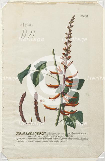 Plantae Selectae: No. 58 - Corallodendron. Creator: Georg Dionysius Ehret (German, 1708-1770); Christopher Jacob Trew (German).