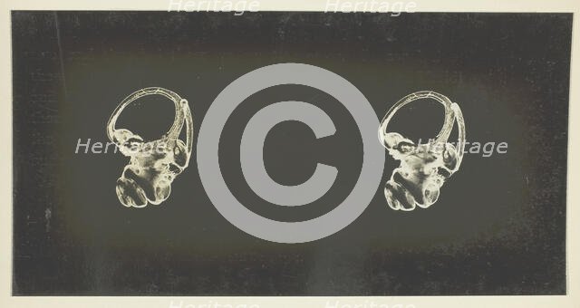 The Labyrinth of Animals; Including Mammals, Birds, Reptiles, & Amphibians - Vol. I, 1907; 1900/08. Creator: Unknown.