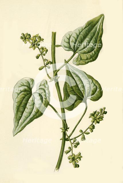 'Black Bryony', 1877. Creator: Frederick Edward Hulme.