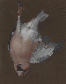 A Rose-Breasted Finch Hanging from a Nail, c. 1760. Creator: Barbara Regina Dietzsch.