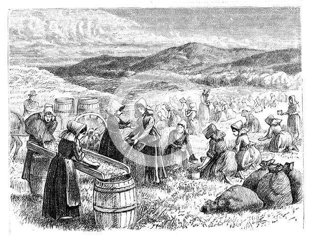 Cape Cod women picking and sorting Cranberries, 1875. Artist: Unknown