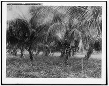 Cocoanuts and pineapples, Lake Worth, Fla., between 1880 and 1897. Creator: William H. Jackson.