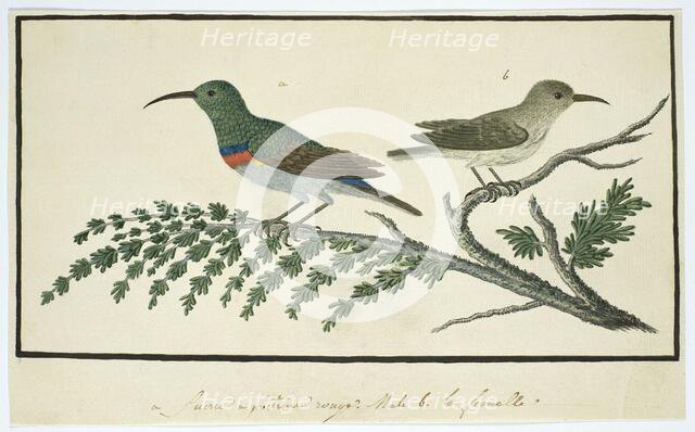 Nectarinia afra (Greater double-collared sunbird), 1777-1786. Creator: Robert Jacob Gordon.