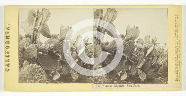 Cactus Giganta, San Jose, 1864. Creator: Lawrence & Houseworth.