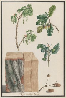 Studies of the blossoms, fruits and trunk of an English oak (Quercus robur), 1788. Creator: Ludwig Pfleger.
