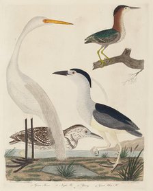 Green Heron, Night Heron, Young Heron, and Great White Heron, published 1808-1814. Creator: John G. Warnicke.