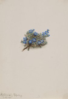 Moss Forget-me-not (Eritichum elongatum), 1915. Creator: Mary Vaux Walcott.