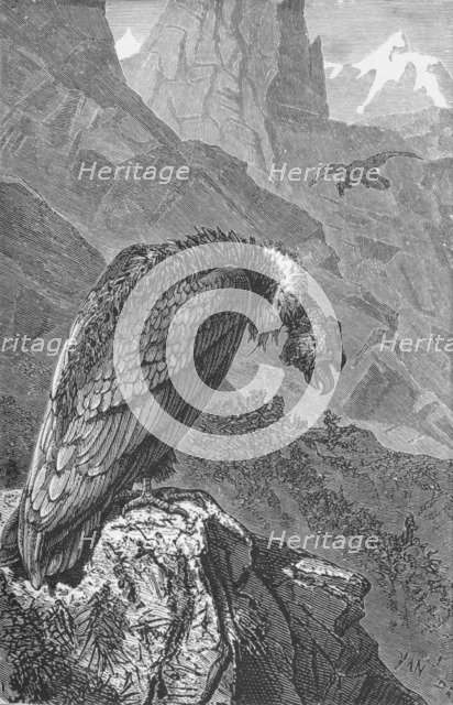 'The Condor',  c1885, (1890). Artist: Robert Taylor Pritchett.