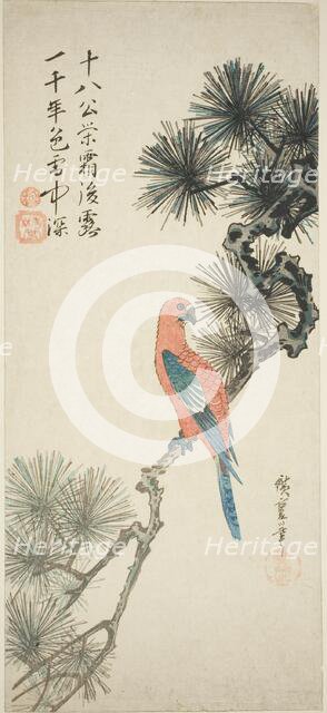 Macaw on a pine branch, c. 1835. Creator: Ando Hiroshige.