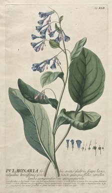 Plantae Selectae: No. 42 - Pulmonaria. Creator: Georg Dionysius Ehret (German, 1708-1770); Christopher Jacob Trew (German).