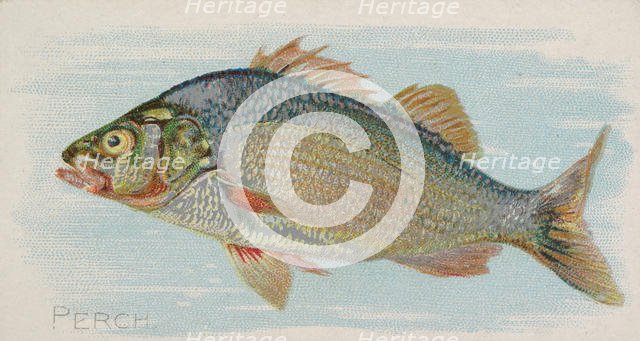Perch, from the Fish from American Waters series (N8) for Allen & Ginter Cigarettes Brands, 1889. Creator: Allen & Ginter.