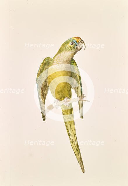 Parrot, around 1840/1850. Creator: Leopold von Stoll.