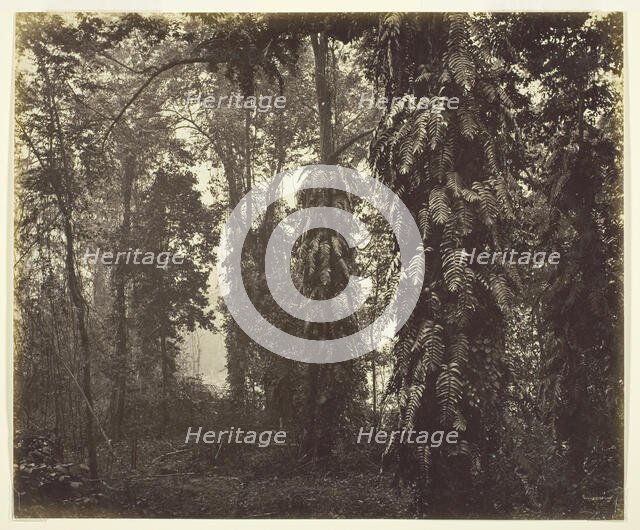 Darjeeling, India, c. 1865. Creator: Samuel Bourne.