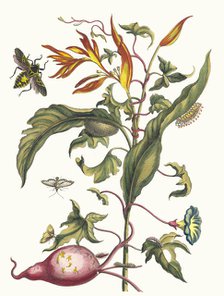 Ipomoea batatas and Heliconia psittacorum. From the Book Metamorphosis insectorum..., 1705. Creator: Merian, Maria Sibylla (1647-1717).
