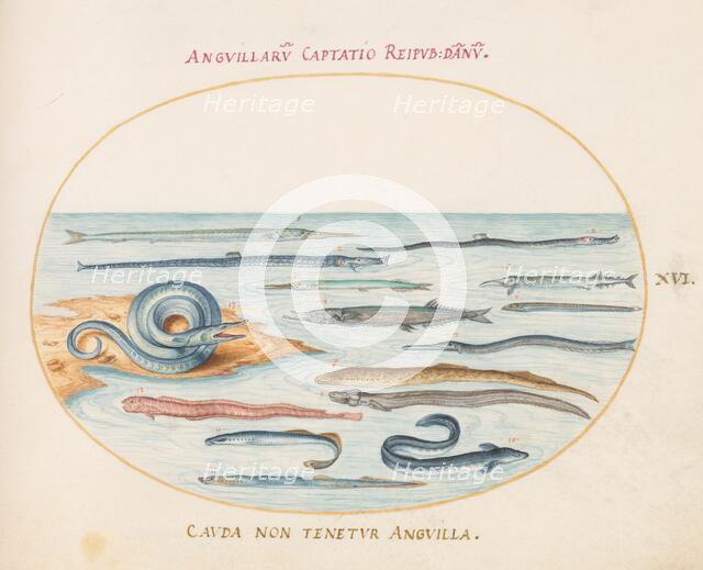 Animalia Aqvatilia et Cochiliata (Aqva): Plate XVI, c. 1575/1580. Creator: Joris Hoefnagel.