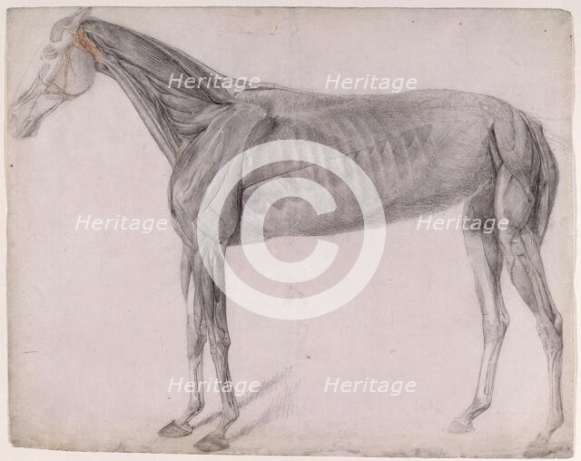 Working drawing for 'The Second Anatomical Table of the Muscles ... of the Horse', 1756. Creator: George Stubbs.