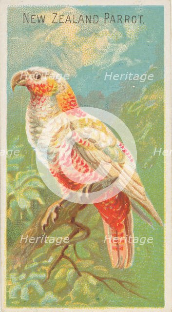 New Zealand Parrot, from the Birds of the Tropics series (N5) for Allen & Ginter Cigarette..., 1889. Creator: Allen & Ginter.
