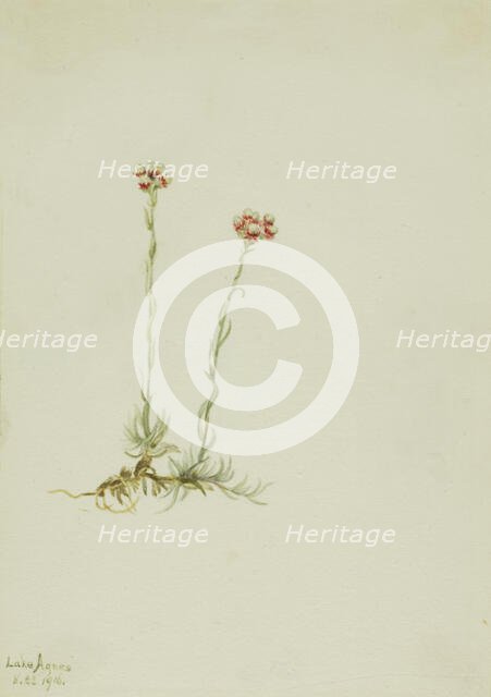 Pink Pussytoes (Antennaria rosea), 1916. Creator: Mary Vaux Walcott.
