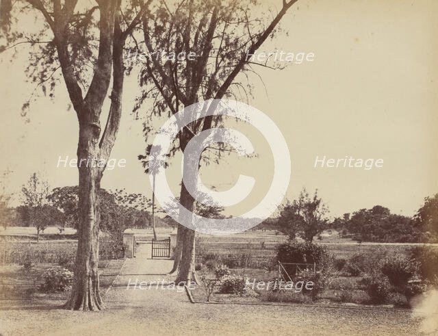 Garden in Indigo Districts, 1850s. Creator: Captain R. B. Hill.