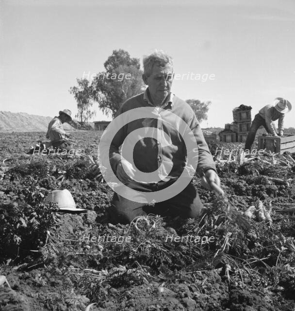 Migratory field worker pulling carrots, Imperial Valley, California, 1939. Creator: Dorothea Lange.