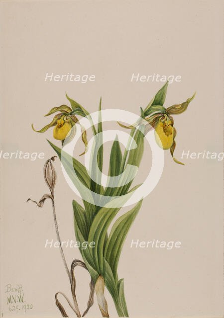 Yellow Lady's Slipper (Cypripedium parviflorum), 1920. Creator: Mary Vaux Walcott.