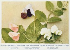 Mendelian inheritance of colour of flower in the culinary pea, 1912. Artist: Unknown
