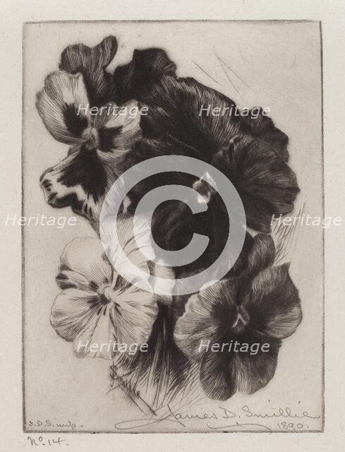 A Bunch of Pansies, 1890. Creator: James David Smillie.