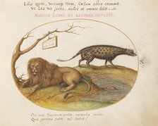 Animalia Qvadrvpedia et Reptilia (Terra): Plate X, c. 1575/1580. Creator: Joris Hoefnagel.