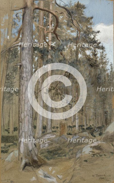 Pine forest, 1900. Creator: Verner Thome.