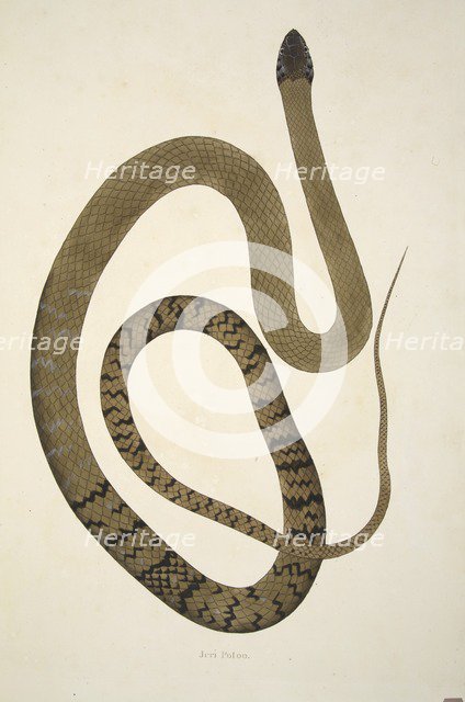 Jeri Potoo, pub. 1796 (hand coloured engravings). Creator: William Skelton (1763 - 1848).