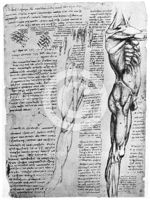Muscle studies, late 15th or early 16th century (1954). Artist: Leonardo da Vinci