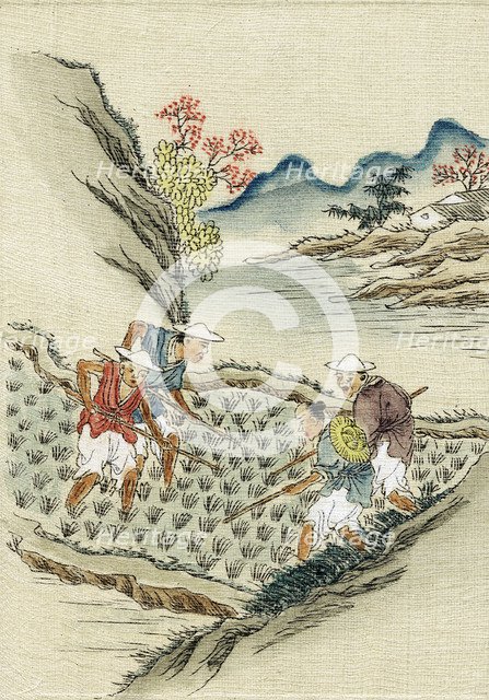 Workers cultivating rice in a paddy field, 19th century. Artist: Unknown