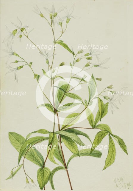 Bowmansroot (Porteranthus trifoliatus), 1919. Creator: Mary Vaux Walcott.