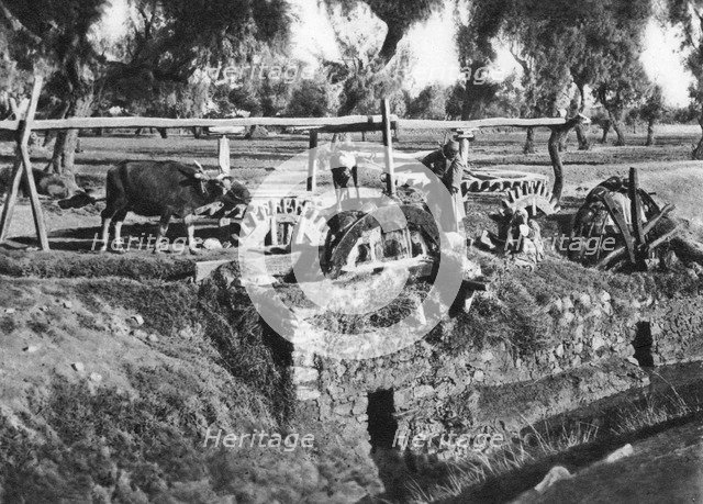 Irrigating fields near Cairo, Egypt, c1920s. Artist: Unknown