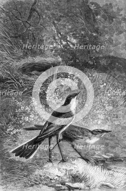 Sometimes in the shallows they boldly wade in search of prey, 1880. Creator: F Meaulle.