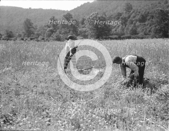 Men cradling wheat in eastern Virginia near Sperryville, 1936. Creator: Dorothea Lange.