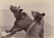 [Two Bears], 1889. Creator: Ottomar Anschütz.