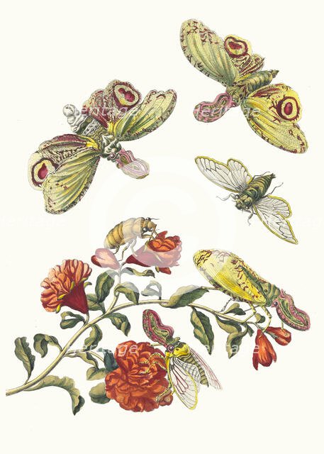 Grenadier. From the Book Metamorphosis insectorum Surinamensium, 1705. Creator: Merian, Maria Sibylla (1647-1717).