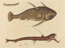 The Viper-mouth (Silurus cataphractus), published 1731-1743. Creator: Mark Catesby.