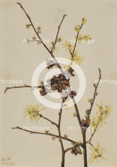 Witch Hazel (Hamamelis virginiana), 1922. Creator: Mary Vaux Walcott.