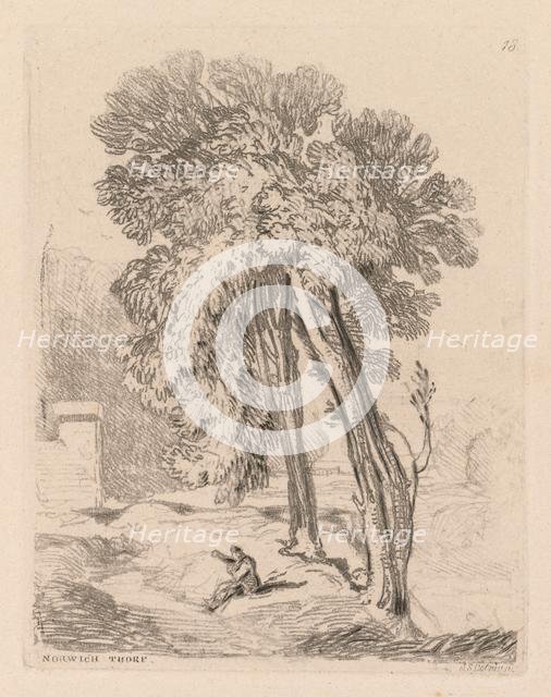 Liber Studiorum: Plate 18, Trees at Norwich Thorp, Norfolk, 1838. Creator: John Sell Cotman (British, 1782-1842).