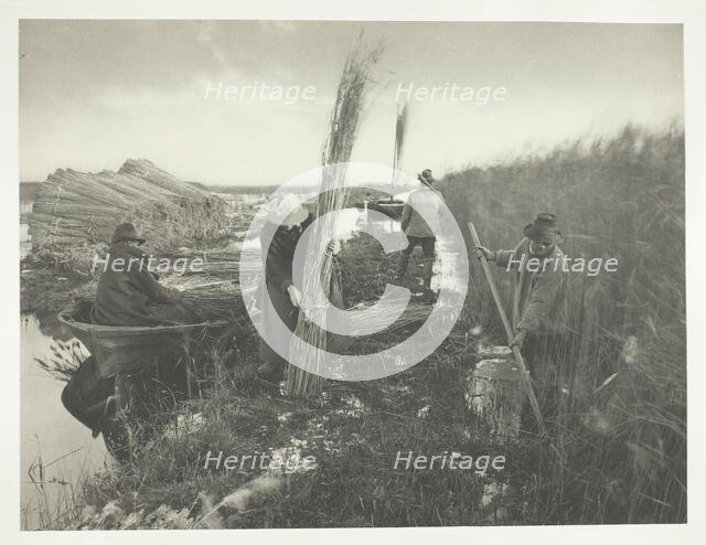 During the Reed Harvest, 1886. Creator: Peter Henry Emerson.