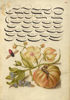 Insect, Moth Mullein, Forget-Me-Not, and Tomato, 1561-1562; illumination added 1591-1596. Creator: Joris Hoefnagel.