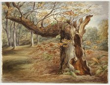 Rotting Tree, 1850. Creator: Elizabeth Murray.