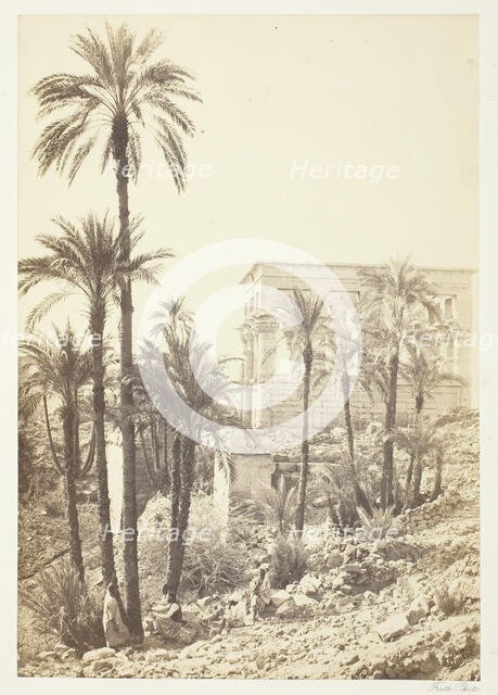Group of Palms, 1858/62. Creator: Francis Frith.