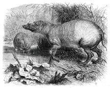 The Babirussa, recently added to the Zoological Society's Gardens, Regent's Park, 1860. Creator: Pearson.