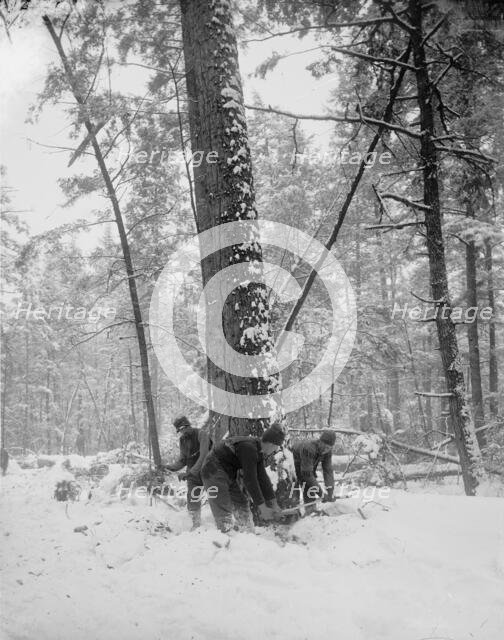 Logging, felling the tree, between 1880 and 1899. Creator: Unknown.