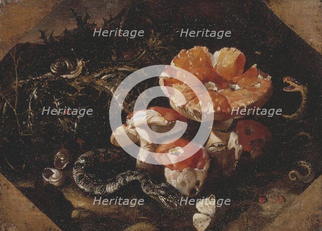 Serpents, Fly Agarics and Thistles, mid-17th century. Creator: Paolo Porpora.