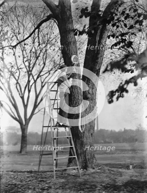 District of Columbia Parks - Tree Surgery, 1911. Creator: Harris & Ewing.