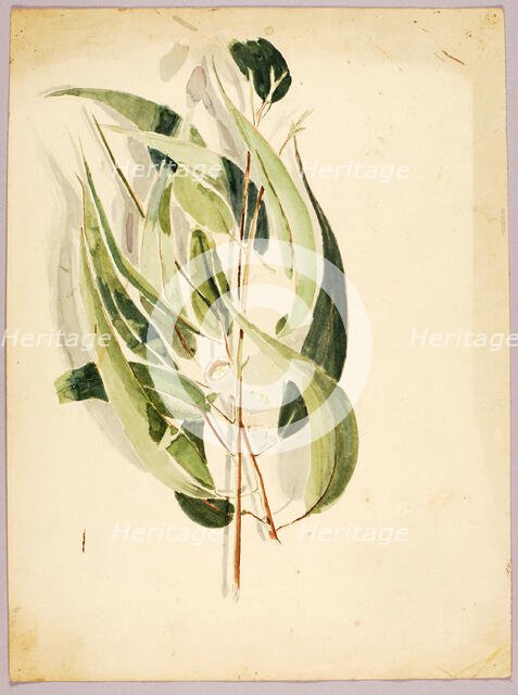 Plant Study, late 19th-early 20th century. Creator: Solon H. Borglum.